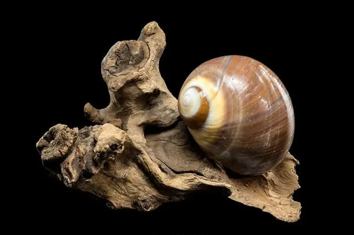 Framed Print : A polished brown moon snail shell with subtle cream and white spirals Framed Print : A polished brown moon snail shell with subtle cream and white spirals