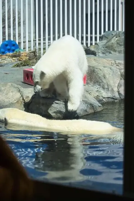 Framed Print : Poloar bear standing over a polar bear swimming in the water on a sunny spring day at the Anchorage zoo in Alaska Framed Print : Poloar bear standing over a polar bear swimming in the water on a sunny spring day at the Anchorage zoo in Alaska