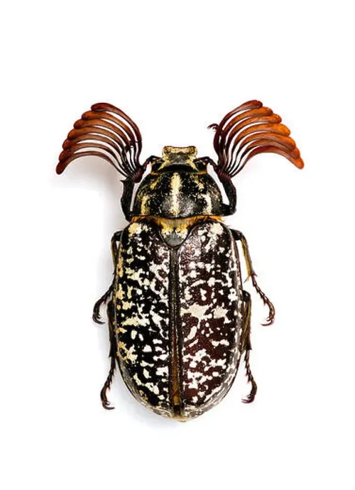 Framed Print : Polyphylla fullo male Framed Print : Polyphylla fullo male