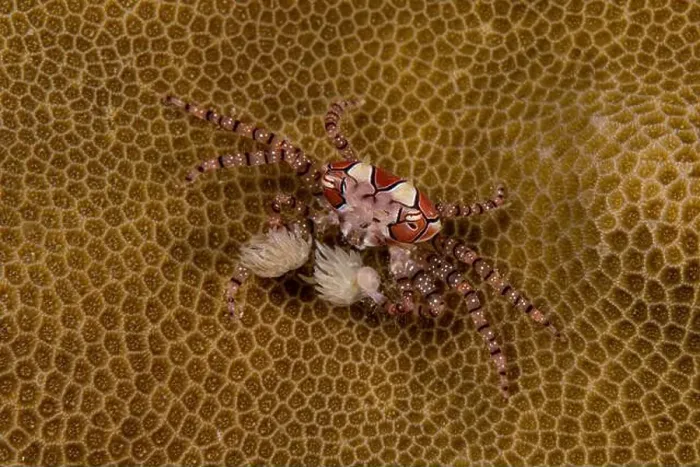Framed Print : Pom-pom crab (Lybia edmondsoni) on beige honeycomb coral, Lembeh Strait Framed Print : Pom-pom crab (Lybia edmondsoni) on beige honeycomb coral, Lembeh Strait
