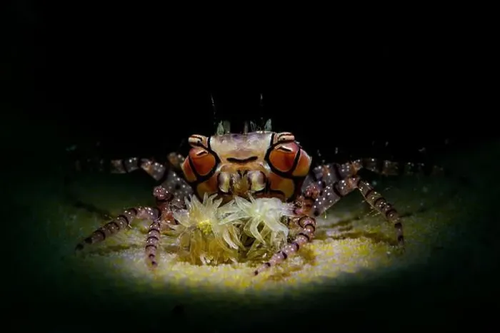 Framed Print : Pom-pom crab (Lybia edmondsoni) on beige honeycomb coral, Lembeh Strait Framed Print : Pom-pom crab (Lybia edmondsoni) on beige honeycomb coral, Lembeh Strait