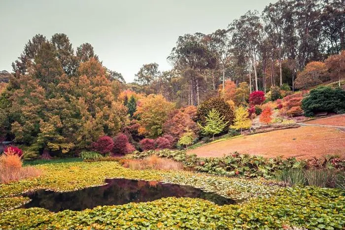 Framed Print : Pond with water lilies in Mount Lofty botanic garden during autumn, Adelaide Hills, South Australia Framed Print : Pond with water lilies in Mount Lofty botanic garden during autumn, Adelaide Hills, South Australia