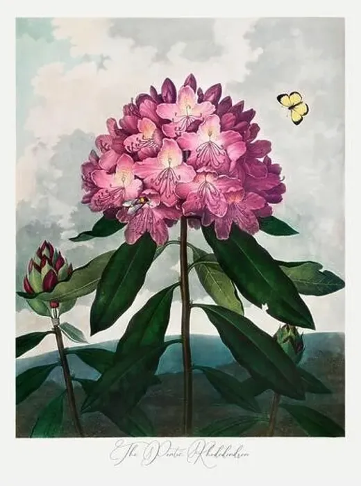 Framed Print : The Pontic Rhododendron. Antique Victorian Flower painting Framed Print : The Pontic Rhododendron. Antique Victorian Flower painting