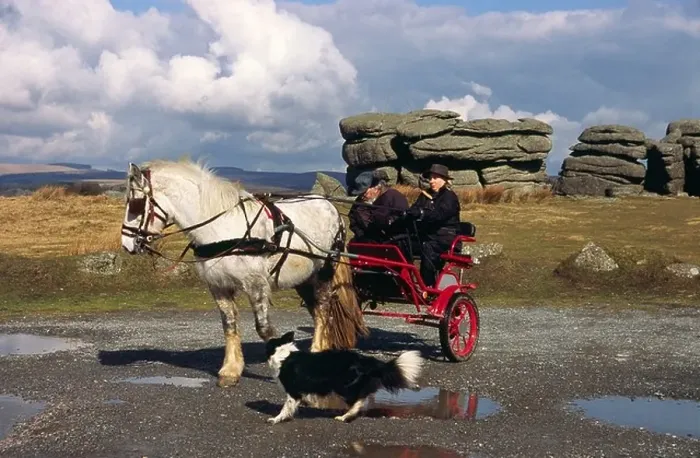 Framed Print : Pony and Trap at Combestone Tor with Johnny Arden instructing a pupil Framed Print : Pony and Trap at Combestone Tor with Johnny Arden instructing a pupil