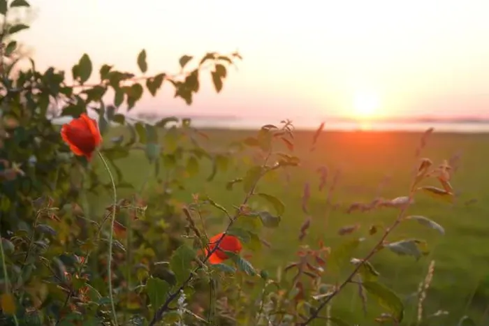 Framed Print : Poppies, evening sky and a view of the Salzhaff in Mecklenburg, Germany Framed Print : Poppies, evening sky and a view of the Salzhaff in Mecklenburg, Germany