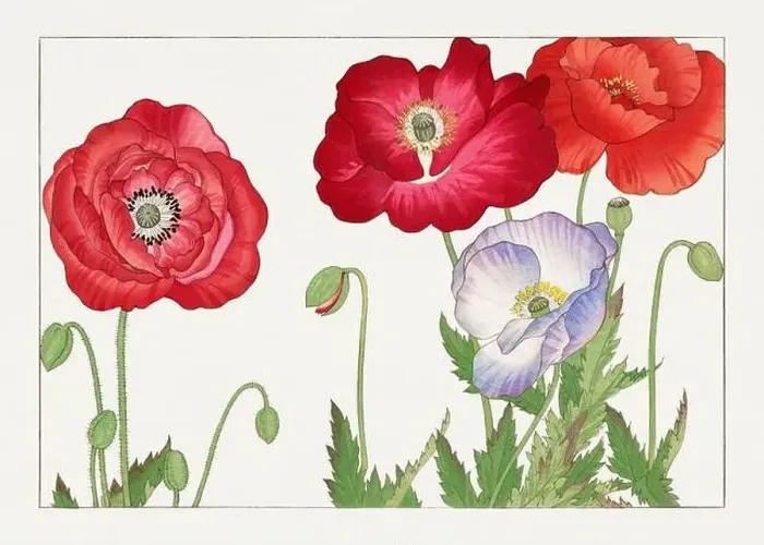 Framed Print : Poppy Flower. Asian art. Japanese flower woodblock art by Tanigami Kônan Framed Print : Poppy Flower. Asian art. Japanese flower woodblock art by Tanigami Kônan