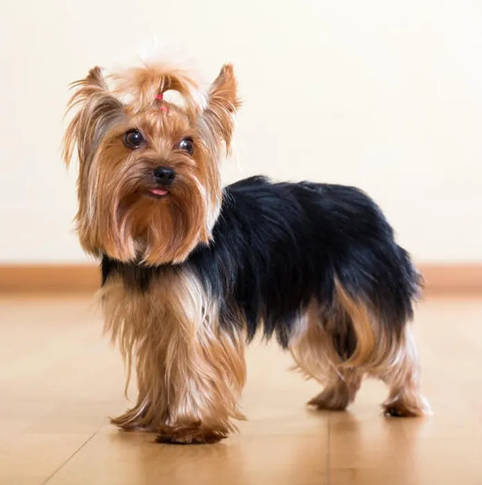 Framed Print : Popular dog breed Yorkshire Terrier Framed Print : Popular dog breed Yorkshire Terrier