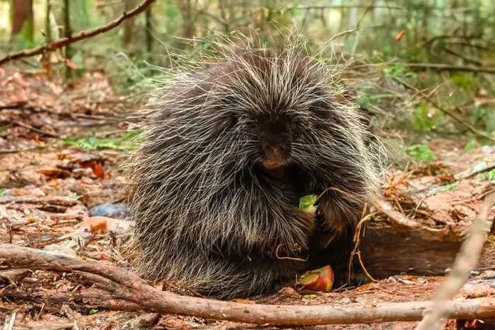 Framed Print : Porcupine Framed Print : Porcupine