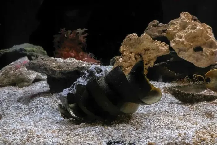 Framed Print : port jackson shark eggs underwater detail Framed Print : port jackson shark eggs underwater detail