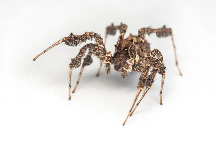 Framed Print : Portia fimbriata, the fringed jumping spider Framed Print : Portia fimbriata, the fringed jumping spider