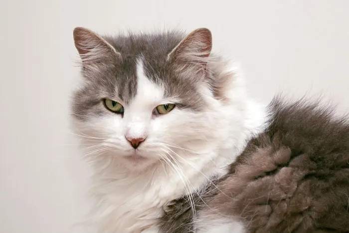 Framed Print : Portrait of an adult female fluffy grey and white domestic cat (Felis catus) looking directly at the camera Framed Print : Portrait of an adult female fluffy grey and white domestic cat (Felis catus) looking directly at the camera