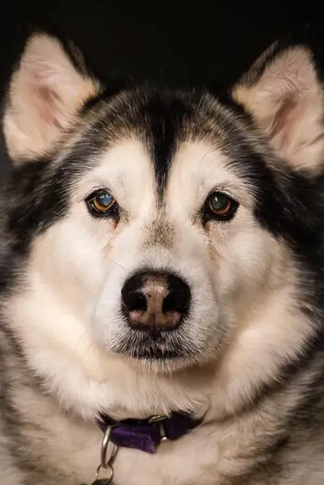 Framed Print : Portrait of an Alaskan Malamute dog on dark background Framed Print : Portrait of an Alaskan Malamute dog on dark background