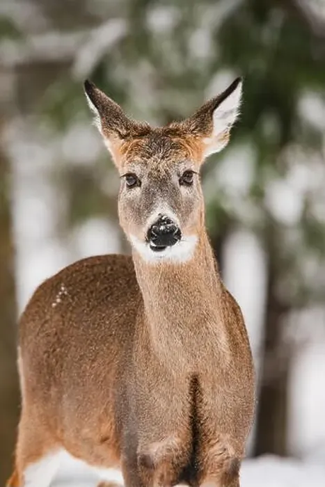 Framed Print : Portrait of an alert white-tailed deer Framed Print : Portrait of an alert white-tailed deer