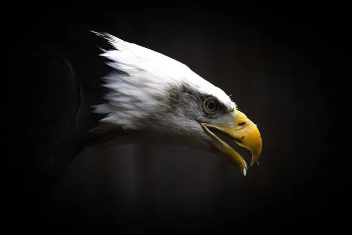 Framed Print : Portrait of an American male Bald Eagle on dark background Framed Print : Portrait of an American male Bald Eagle on dark background