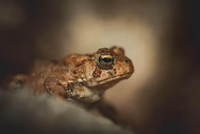 Framed Print : Portrait of an American Toad in New Hampshire