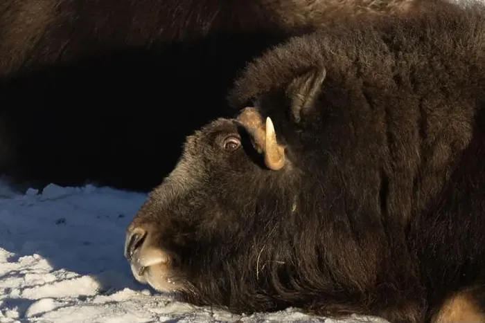 Framed Print : portrait of an angry musk ox with big horns Framed Print : portrait of an angry musk ox with big horns