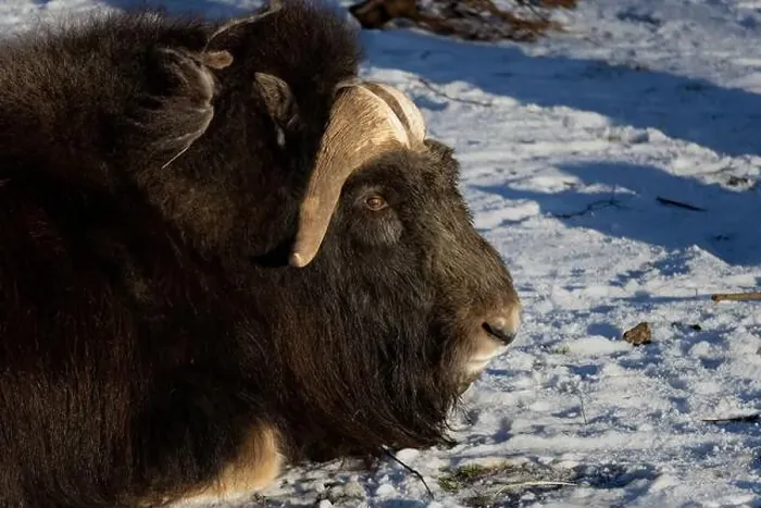 Framed Print : portrait of an angry musk ox with big horns Framed Print : portrait of an angry musk ox with big horns