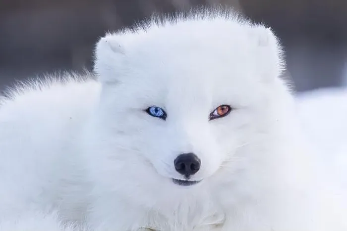 Framed Print : Portrait of Artic fox with Heterochromia in winter Framed Print : Portrait of Artic fox with Heterochromia in winter