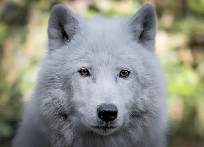 Framed Print : Portrait of an Artic Wolf 2024 Framed Print : Portrait of an Artic Wolf 2024