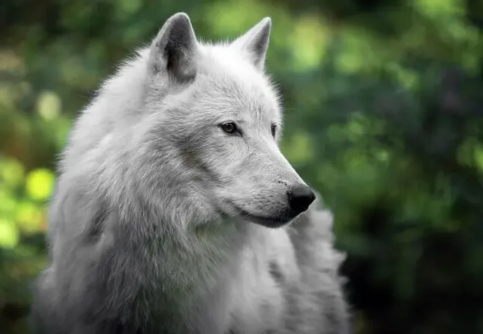 Framed Print : Portrait of an Artic Wolf 2024 Framed Print : Portrait of an Artic Wolf 2024