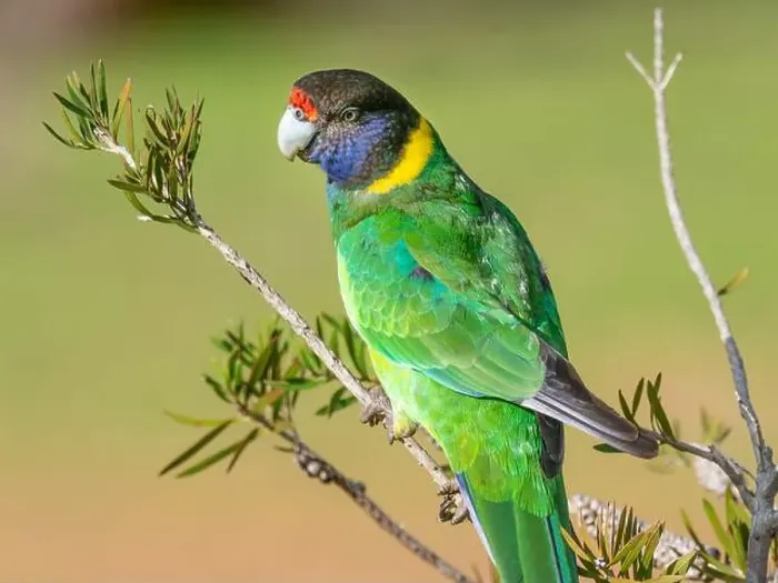 Framed Print : A portrait of an Australian Ringneck of the western race Framed Print : A portrait of an Australian Ringneck of the western race