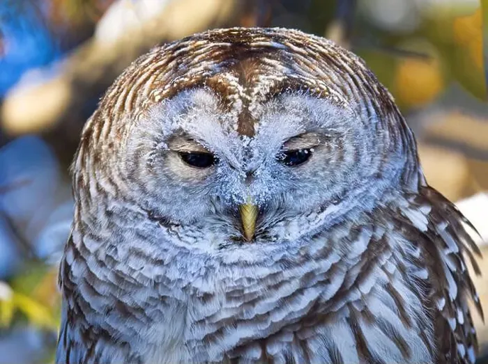 Framed Print : Portrait of a Barred owl with frost covered face perched on a branch Framed Print : Portrait of a Barred owl with frost covered face perched on a branch