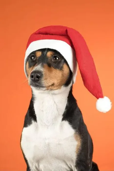 Framed Print : portrait of a Basenji dog in a Santa Claus Christmas hat on an orange background Framed Print : portrait of a Basenji dog in a Santa Claus Christmas hat on an orange background