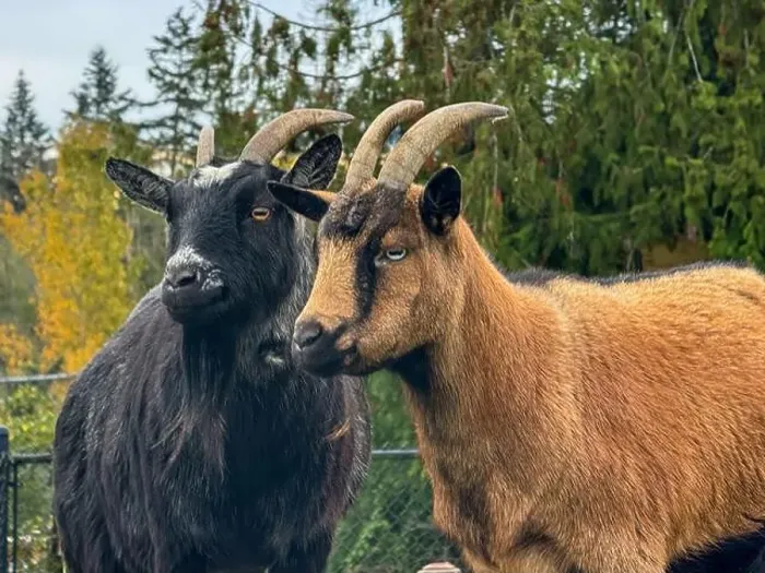 Framed Print : Portrait of a black and a brown goat standing side by side in a field, British Columbia, Canada Framed Print : Portrait of a black and a brown goat standing side by side in a field, British Columbia, Canada