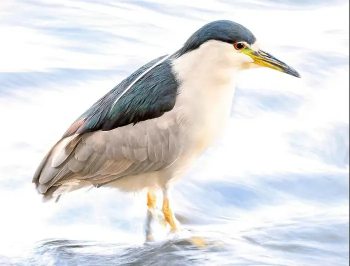 Framed Print : Portrait of a Black-crowned night heron sitting on the river Framed Print : Portrait of a Black-crowned night heron sitting on the river