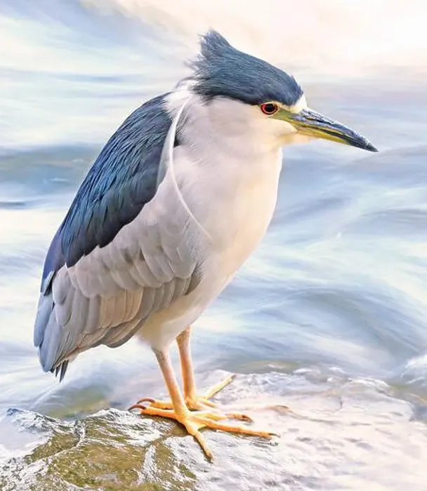 Framed Print : Portrait of a Black-crowned night heron sitting on the river border Framed Print : Portrait of a Black-crowned night heron sitting on the river border