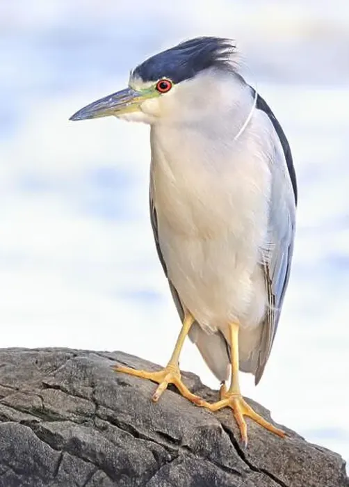 Framed Print : Portrait of a Black-crowned night heron sitting on the rock Framed Print : Portrait of a Black-crowned night heron sitting on the rock