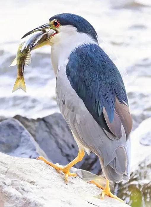 Framed Print : Portrait of a Black-crowned night heron sitting on the rock with his fish on river border Framed Print : Portrait of a Black-crowned night heron sitting on the rock with his fish on river border