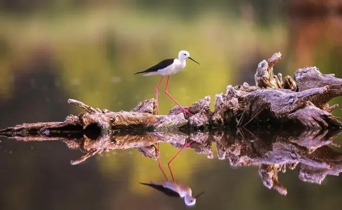 Framed Print : Portrait of Black-winged Stilt he walks on wood on the surface and has a beautiful reflection in the water Framed Print : Portrait of Black-winged Stilt he walks on wood on the surface and has a beautiful reflection in the water