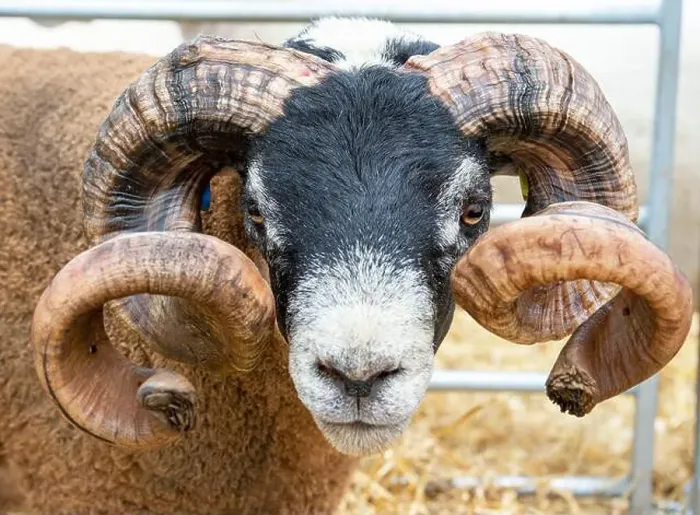 Framed Print : Portrait of a Blackface Ram with horns at the Royal Highland Show 2021, Ingliston, Edinburgh, Scotland Framed Print : Portrait of a Blackface Ram with horns at the Royal Highland Show 2021, Ingliston, Edinburgh, Scotland