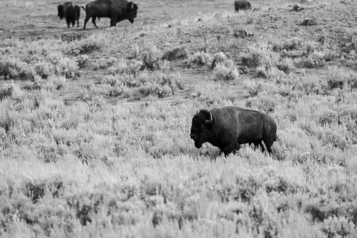 Framed Print : Portrait of a Buffalo in Yellowstone National Park in Black and White Framed Print : Portrait of a Buffalo in Yellowstone National Park in Black and White