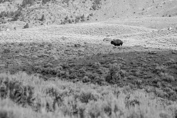 Framed Print : Portrait of a Buffalo in Yellowstone National Park in Black and White Framed Print : Portrait of a Buffalo in Yellowstone National Park in Black and White