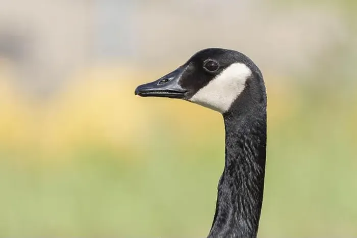 Framed Print : Portrait of a Canada goose (Branta canadensis). Bas Rhin, Alsace, France, Europe Framed Print : Portrait of a Canada goose (Branta canadensis). Bas Rhin, Alsace, France, Europe