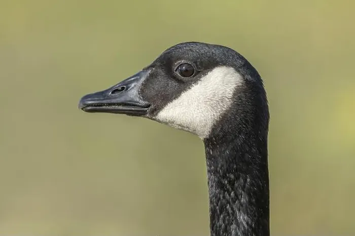 Framed Print : Portrait of a Canada goose (Branta canadensis). Bas Rhin, Alsace, France, Europe Framed Print : Portrait of a Canada goose (Branta canadensis). Bas Rhin, Alsace, France, Europe