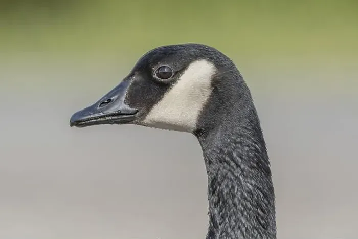 Framed Print : Portrait of a Canada goose (Branta canadensis). Bas Rhin, Alsace, France, Europe Framed Print : Portrait of a Canada goose (Branta canadensis). Bas Rhin, Alsace, France, Europe