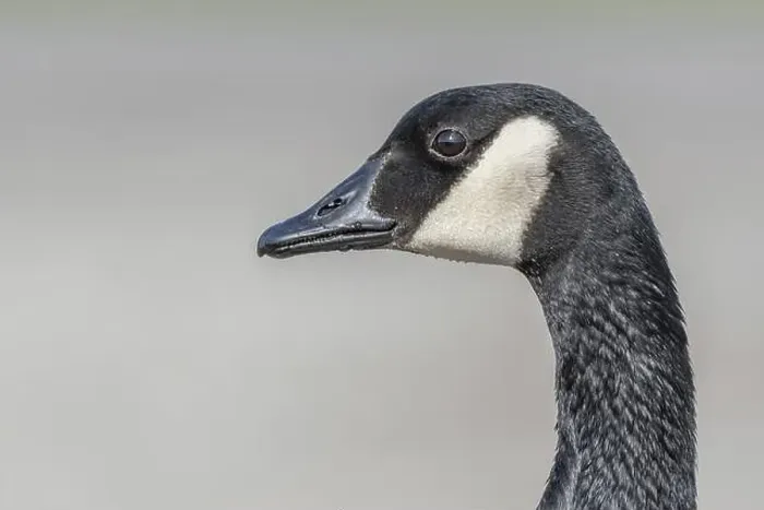 Framed Print : Portrait of a Canada goose (Branta canadensis). Bas Rhin, Alsace, France, Europe Framed Print : Portrait of a Canada goose (Branta canadensis). Bas Rhin, Alsace, France, Europe