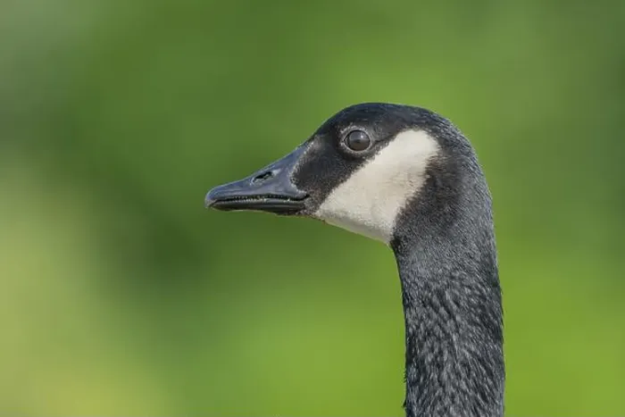 Framed Print : Portrait of a Canada goose (Branta canadensis). Bas Rhin, Alsace, France, Europe Framed Print : Portrait of a Canada goose (Branta canadensis). Bas Rhin, Alsace, France, Europe