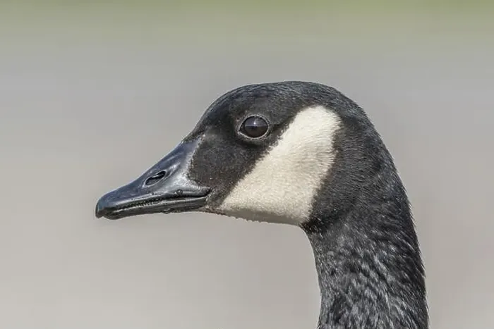 Framed Print : Portrait of a Canada goose (Branta canadensis). Bas Rhin, Alsace, France, Europe