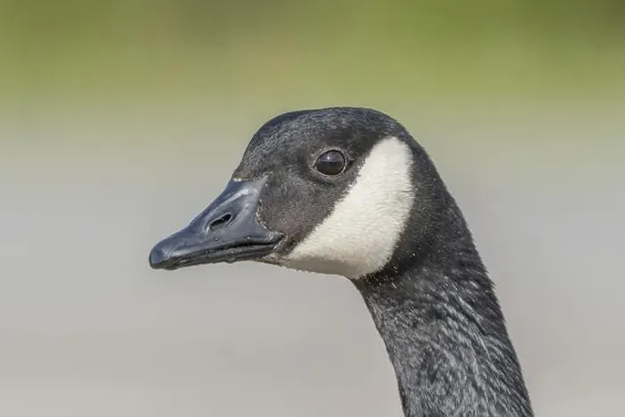 Framed Print : Portrait of a Canada goose (Branta canadensis). Bas Rhin, Alsace, France, Europe