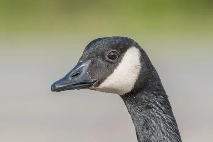 Framed Print : Portrait of a Canada goose (Branta canadensis). Bas Rhin, Alsace, France, Europe Framed Print : Portrait of a Canada goose (Branta canadensis). Bas Rhin, Alsace, France, Europe