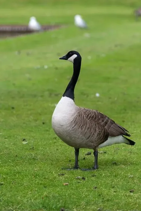 Framed Print : Portrait of a canada goose (branta canadensis) standing on the lawn Framed Print : Portrait of a canada goose (branta canadensis) standing on the lawn