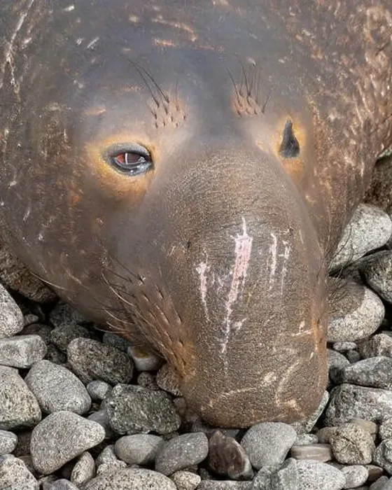 Framed Print : Portrait and close-up on the front of the face of a Elephant Seal male at Point Reyes National Seashore Framed Print : Portrait and close-up on the front of the face of a Elephant Seal male at Point Reyes National Seashore