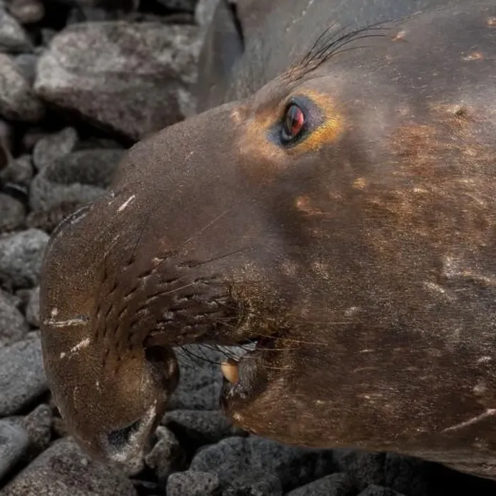 Framed Print : Portrait and close-up on the side of the face of an Elephant Seal male at Point Reyes National Seashore Framed Print : Portrait and close-up on the side of the face of an Elephant Seal male at Point Reyes National Seashore
