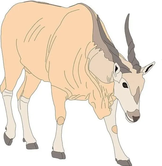 Framed Print : Portrait of a common eland antelope, standing Framed Print : Portrait of a common eland antelope, standing