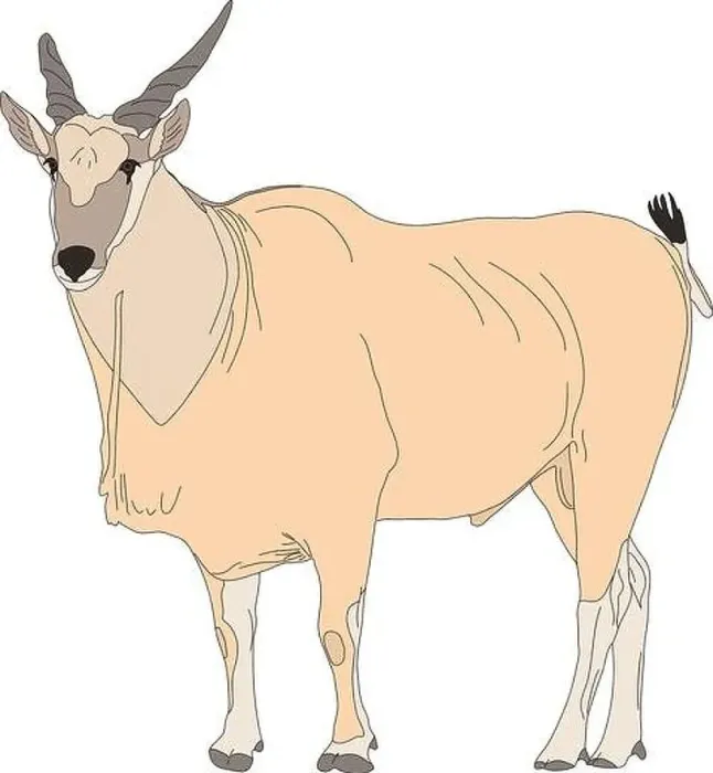 Framed Print : Portrait of a common eland antelope, standing Framed Print : Portrait of a common eland antelope, standing