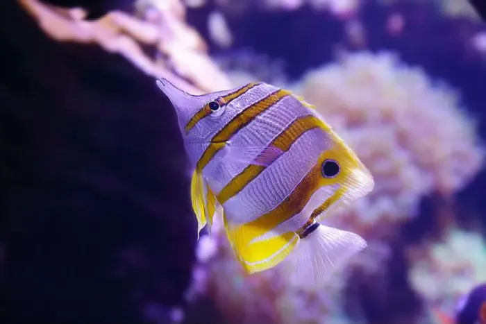 Framed Print : Portrait of a copperband butterflyfish also known as the beaked coral fish (Chelmon rostratus)